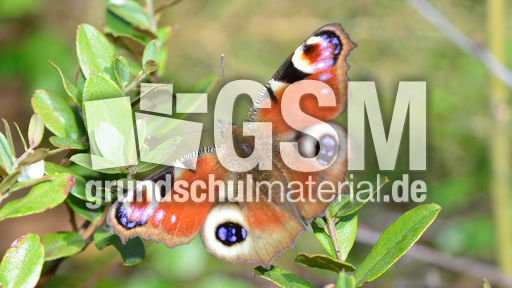 Tagpfauenauge (4).jpg